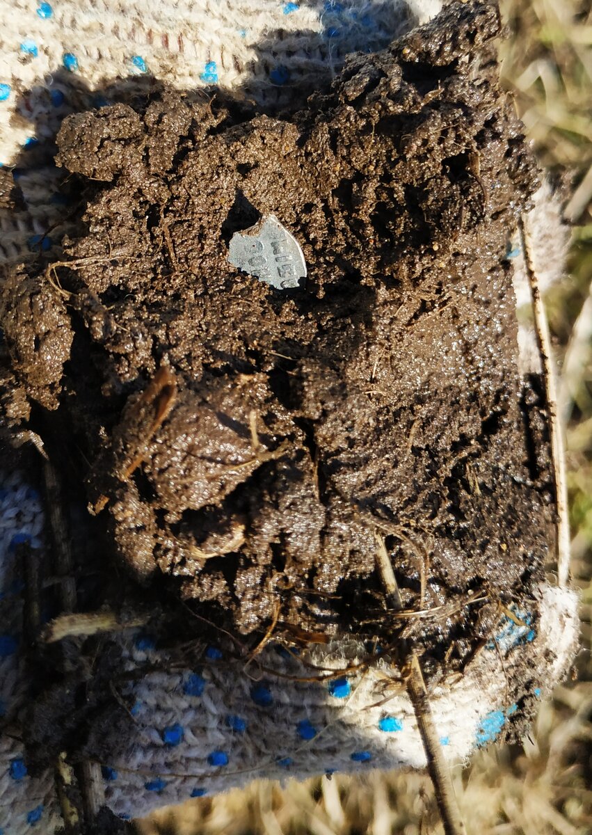 Чешуйка в комке земли. 