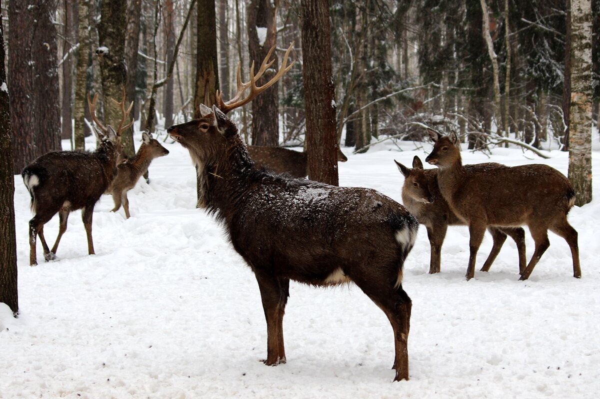 Если поехать из Нижнего Новгорода за Волгу, в сторону Городца в Копорье, то можно попасть в гости к пятнистым оленям. Это не те рогатые, что изображены на гербе, но в конце концов, какая разница! Главное, что это самые настоящие олени, которых можно даже угостить сухариком или морковкой. Единственное, что оленям противопоказано – яблоки. Их лучше съесть самим. Государственная программа по разведению оленей в Нижегородской области работает и теперь решено показать животных всем желающим. Плата за вход чисто символическая 300 рублей. Средства пойдут на закупку зерна. Мешок за раз для этого стада обыденность. Впрочем, давайте лучше сходим, посмотрим!