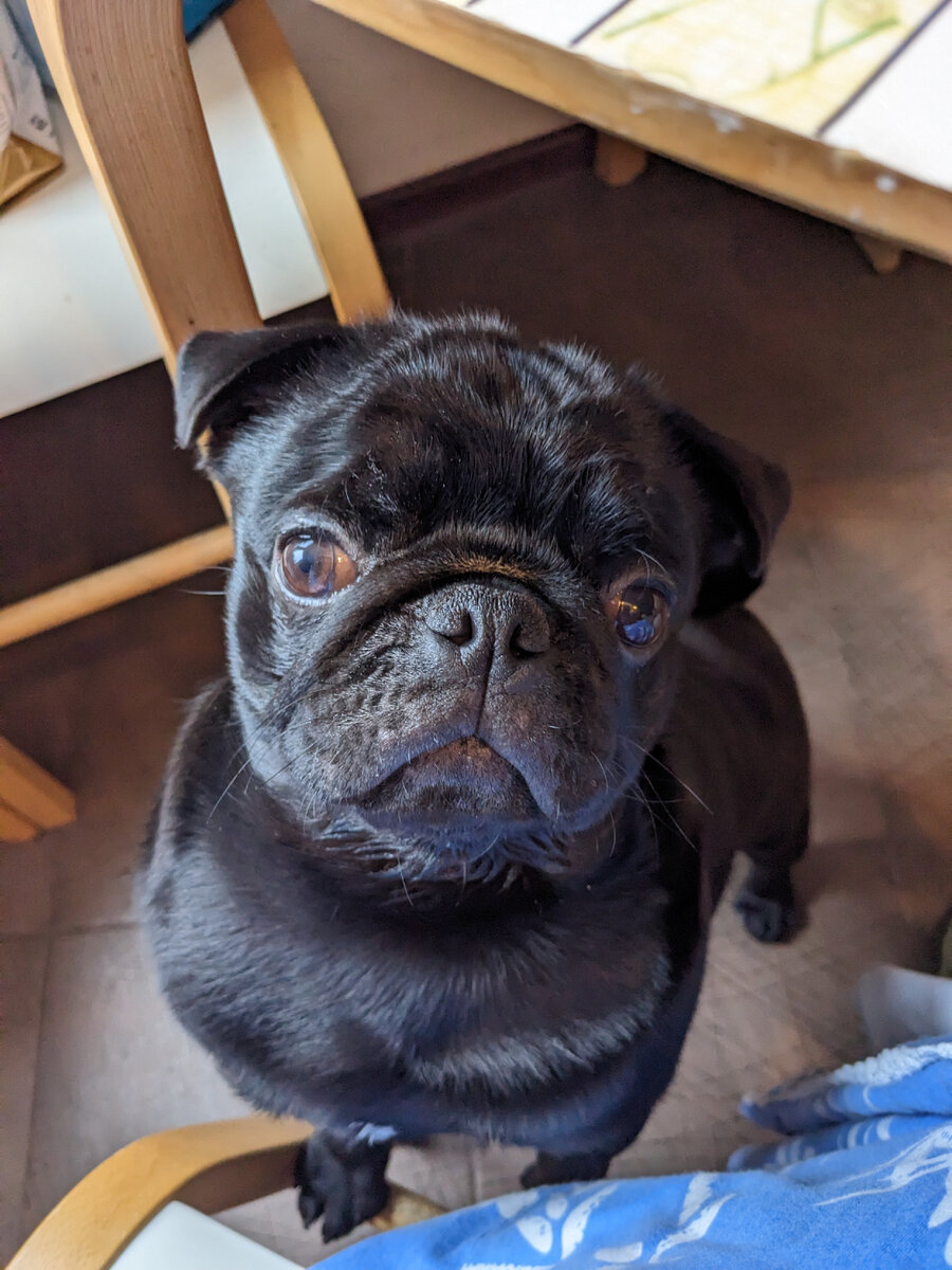 Выпрашивает еду со стола