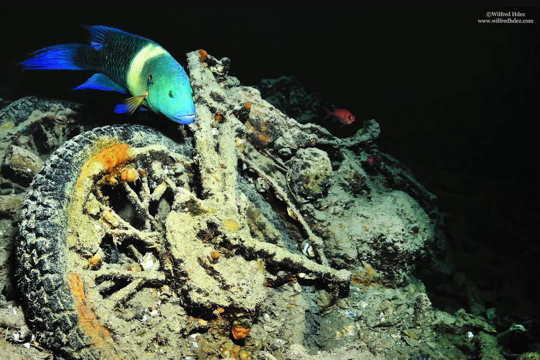     Затопленный корабль времен Второй мировой войны превратился в цветущий коралловый риф