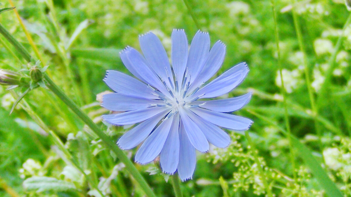 Цветок. Автор фото: Петр Аксенов Москва #petraksenov