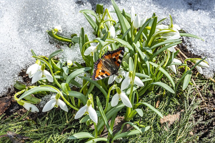 Есть несколько видов подснежников, которые занесены в Красную книгу.