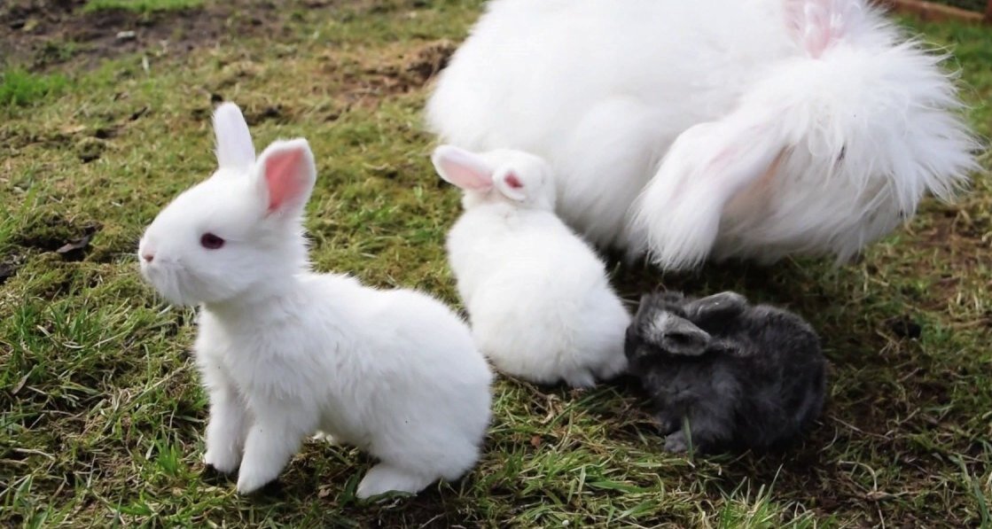     Ангорский кролик: даст фору любым котикам