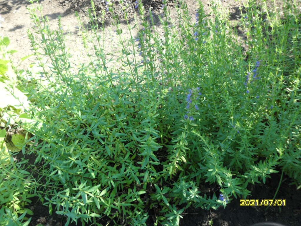 Лекарственное сырье: 
цветущие облиственные побеги, заготавливаемые в июле-августе.

Химический состав: 
алициклические соединения, моно- и сесквитерпеноиды (альфа- и бета-пинен, альфа-туйен, мирцен, кумен, псевдокумен, лимонен, камфен, изопинокамфен, n-цимол, n-цимен, сабинен, альфа-пинен, фелландрен, камфора, пинокамфон, линалоол, линалилацетат, миртеновая, пиновая и циноновая кислоты и др.), тритерпеноиды (урсоловая и олеаноловая кислоты), стероиды (бета-ситостерин), фенилпропаноиды (эстрагол, метилэвгенол), фенолкарбоновые кислоты и их производные (хлорогеновая и др.), флавоноиды (диосмин, иссопин, виценин-2 и др.), алифатические углеводороды, высшие жирные кислоты и их производные (линоленовая, пальмитиновая, олеиновая кислоты, метилпальмитат), эфирное масло (в надземной части - до 1,5%, в цветках - до 3,7%), дубильные вещества, витамин С, горечи, минеральные соли

Действие: отхаркивающее, противовоспалительное, антимикробное, ранозаживляющее, фунгистатическое, болеутоляющее, спазмолитическое, миорелаксантное, антидепрессивное, противоастматическое, нематоцидное
Заболевания: 
бронхит, бронхиальная астма, туберкулез легких, трахеиты, фарингиты, ишемическая болезнь сердца, стенокардия, депрессивные состояния, проктосигмоидит, порезы, ссадины, дерматиты, мокнущая экзема, потливость, конъюктивиты, стоматиты, ангины, ларингиты и другие простудные заболевания, заболевания ЖКТ 