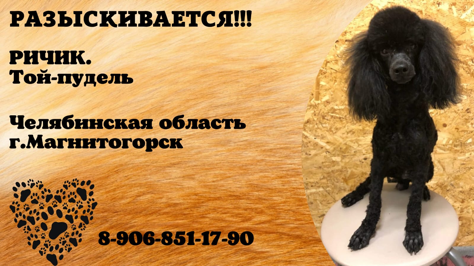 Лысый пудель