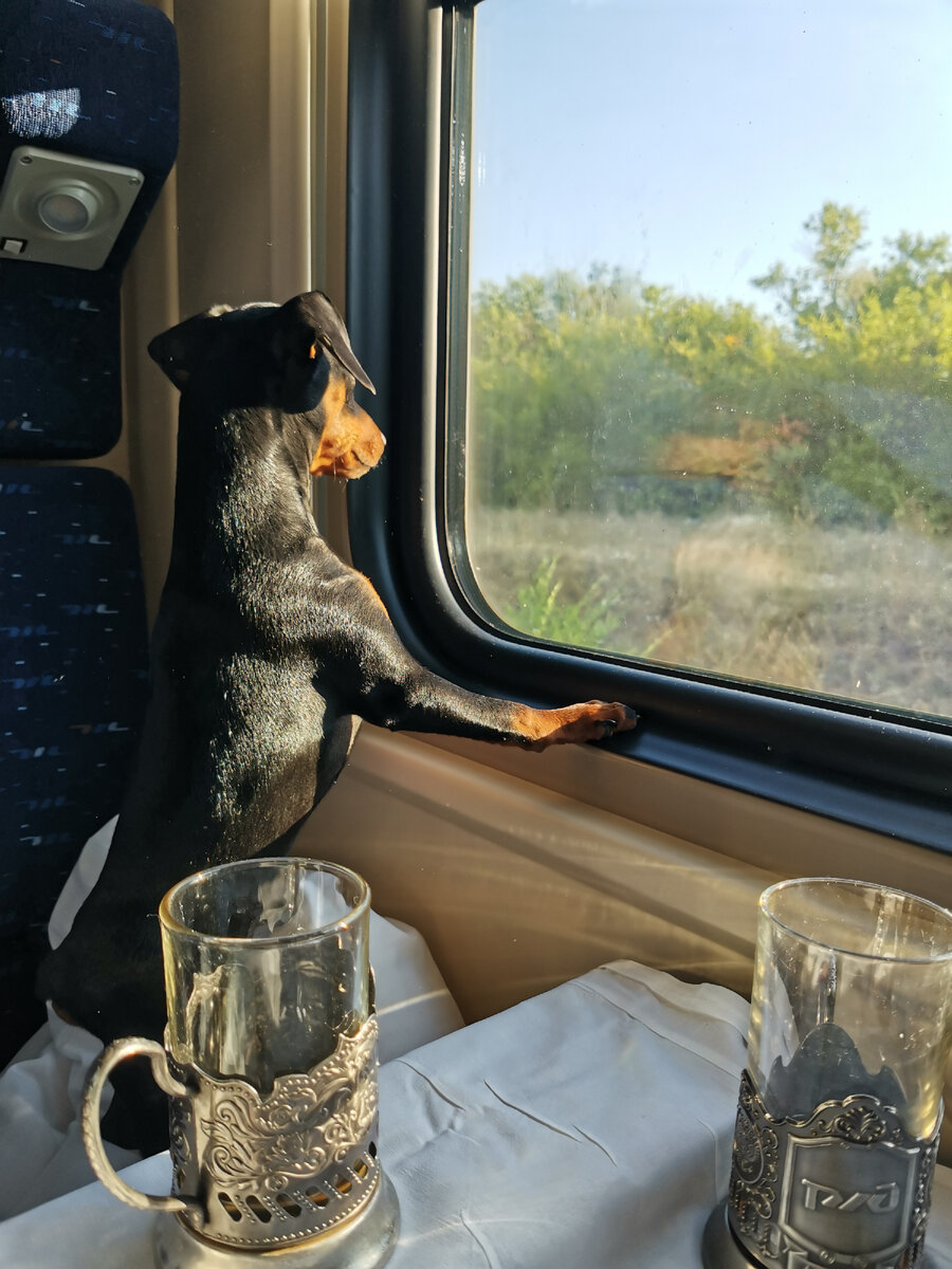 Доберман курильщика. Фото автора