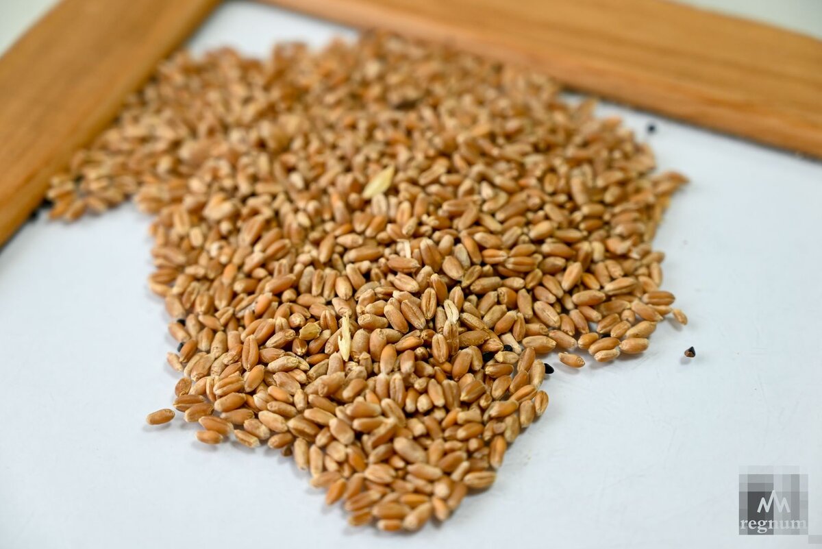    Зерно Александр Погожев © ИА REGNUM