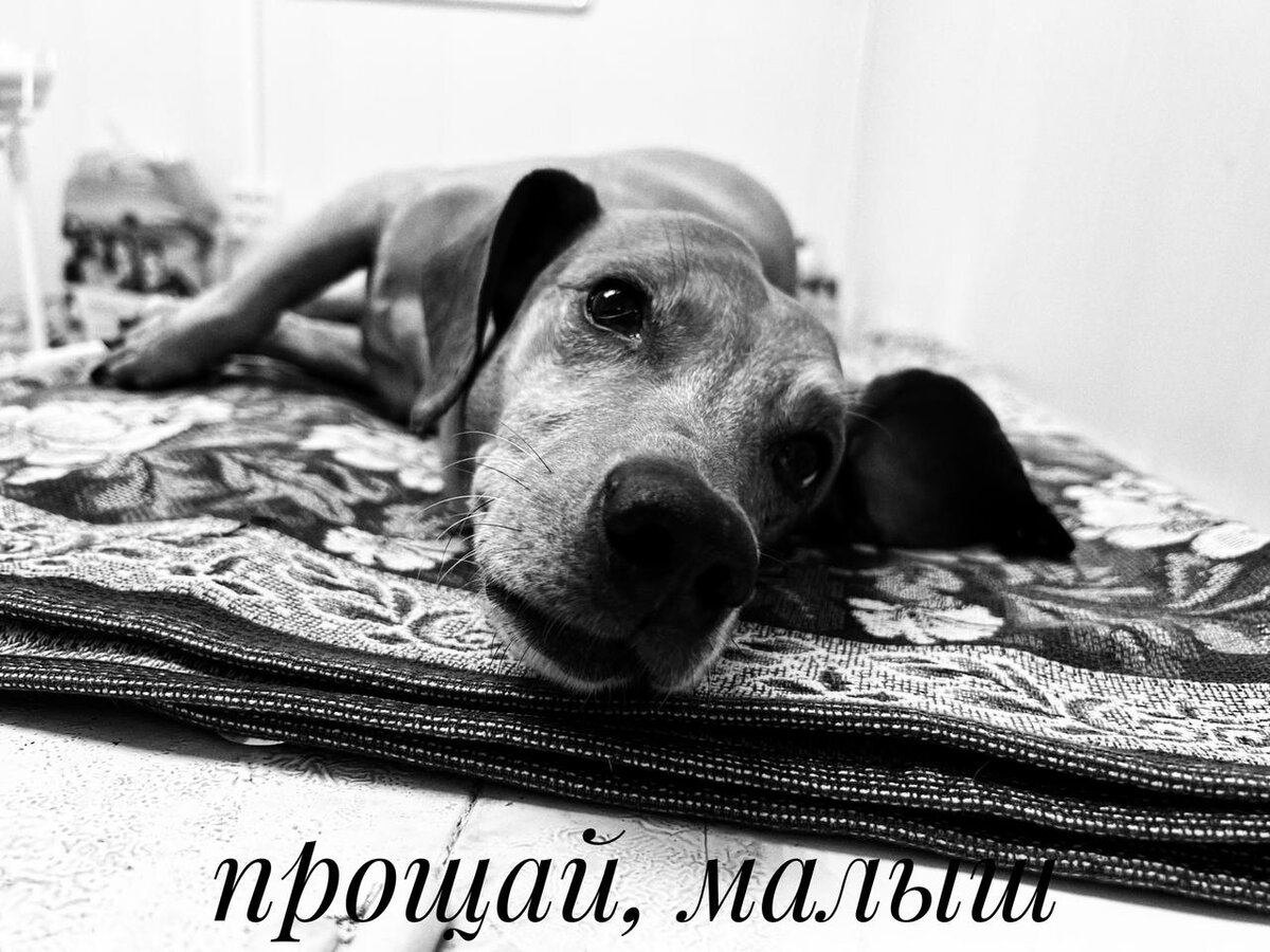 Прощай, малыш...