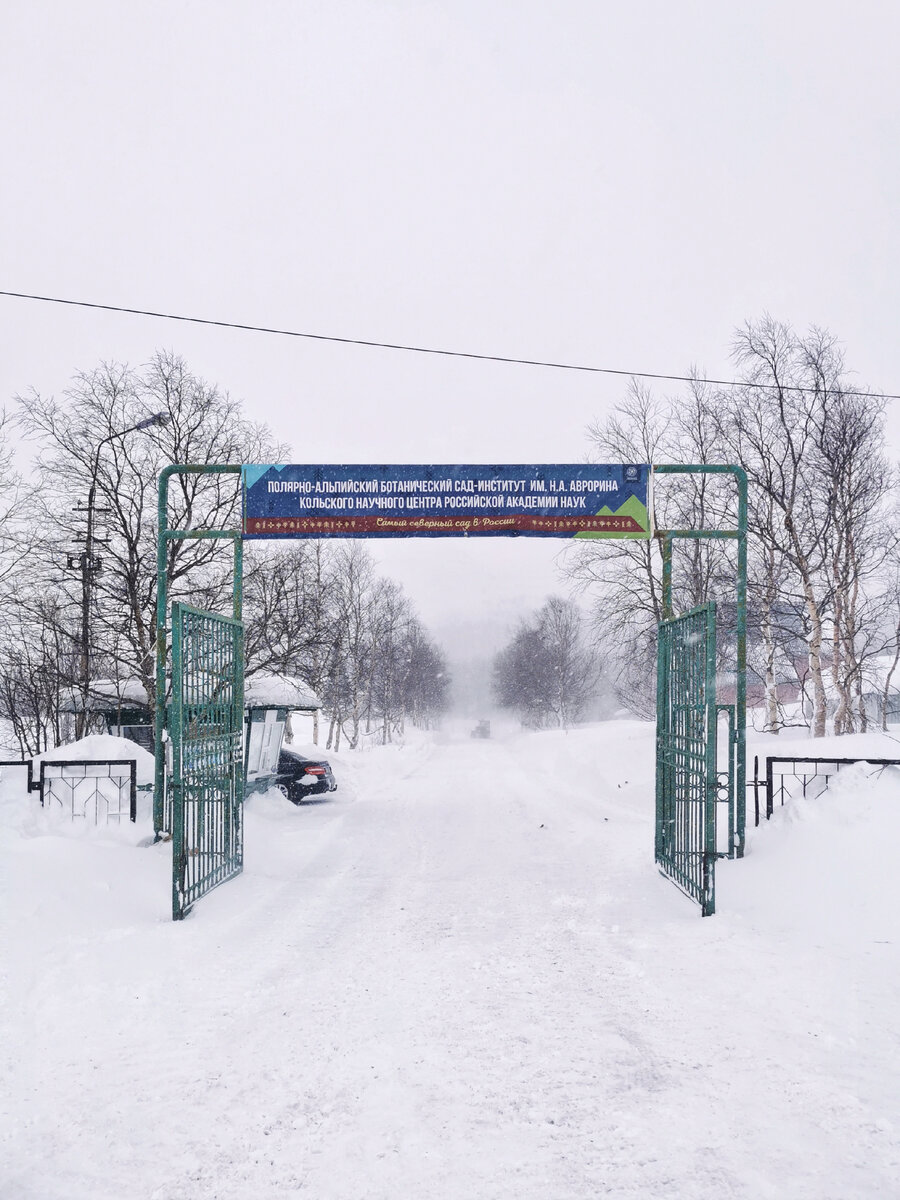 Побывала в самом северном ботаническом саду России (Кировск, Мурманская  область) | Хочу гулять | О путешествиях🌿 | Дзен