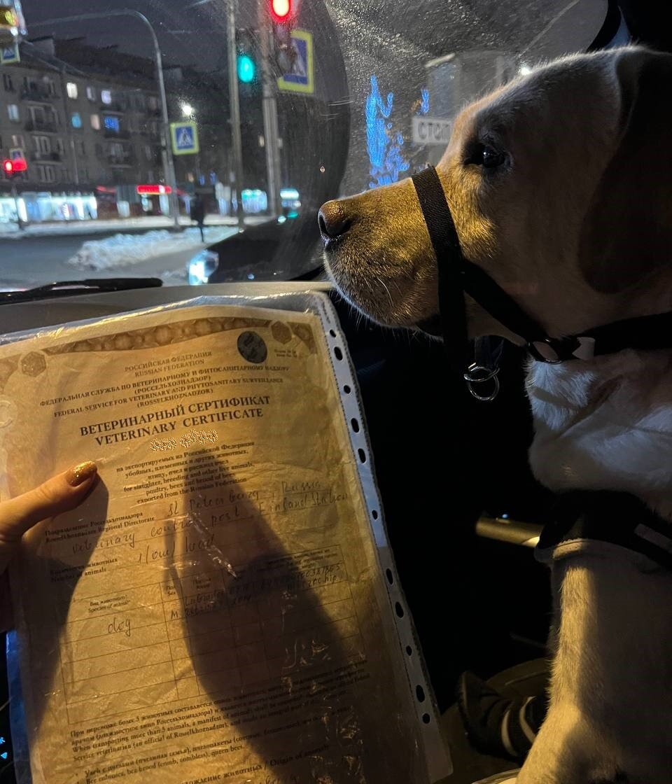 Международный сертификат получен! Можно выдвигаться!