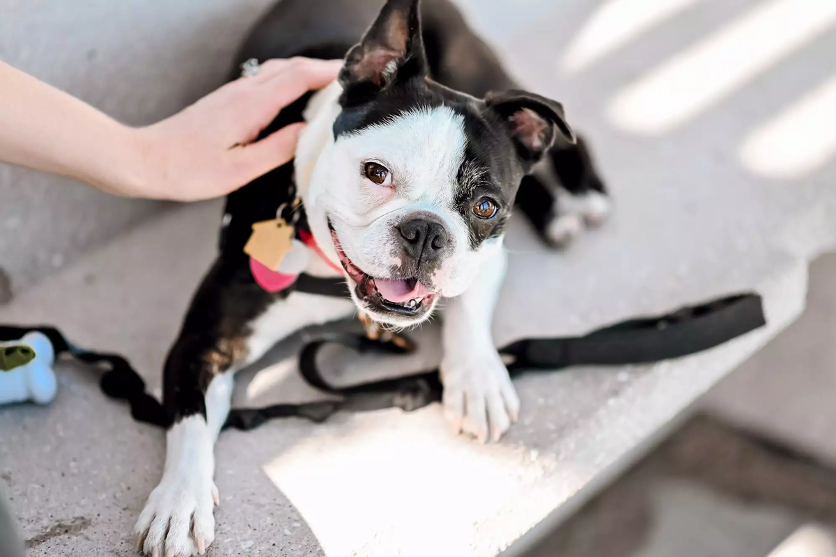 Питание и диета для бостон-терьера