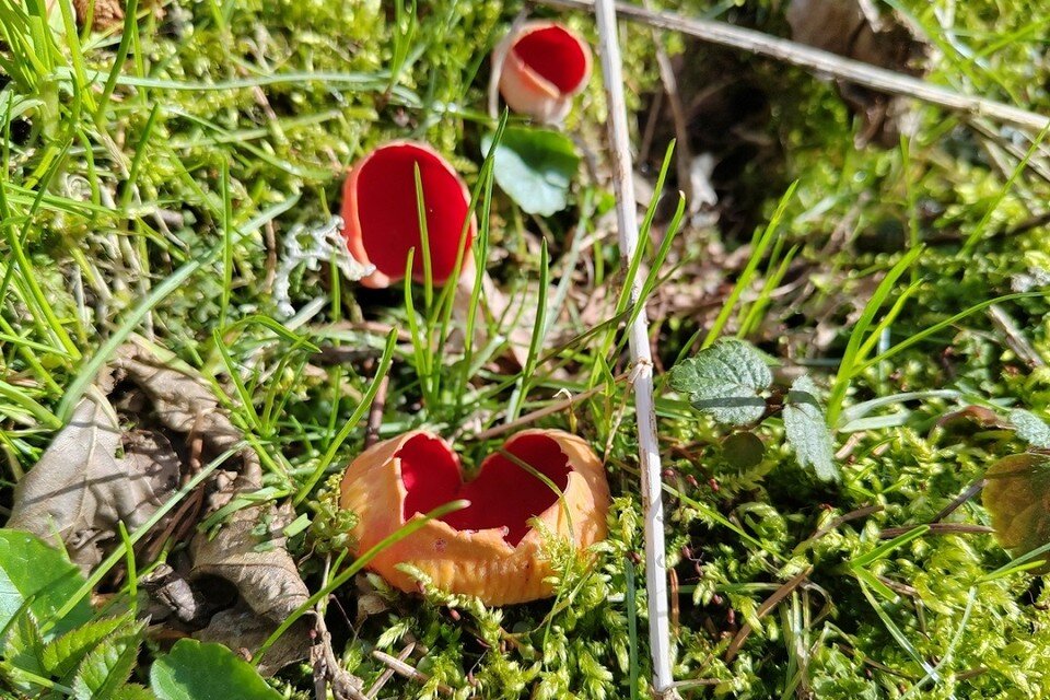     Гриб напоминает открытый клюв птенца, который требует еду. Фото: npbp.by