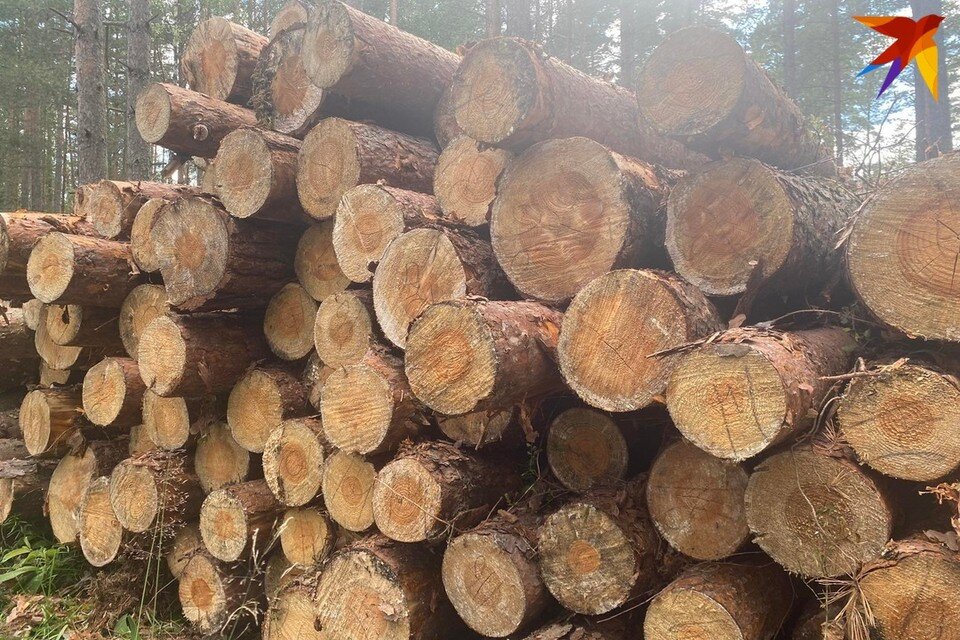     Под Минском 52-летнего мужчину насмерть придавило сосной при заготовке дров. Снимок носит иллюстративный характер. Фото: архив «КП»