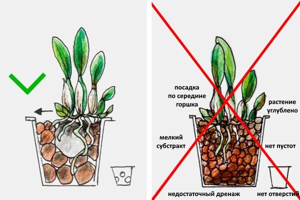 Готовим субстрат для орхидей самостоятельно — Разное