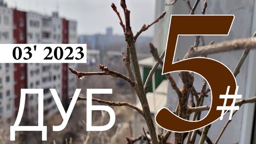 Бонсай из дуба. Часть 7 | Август 2023