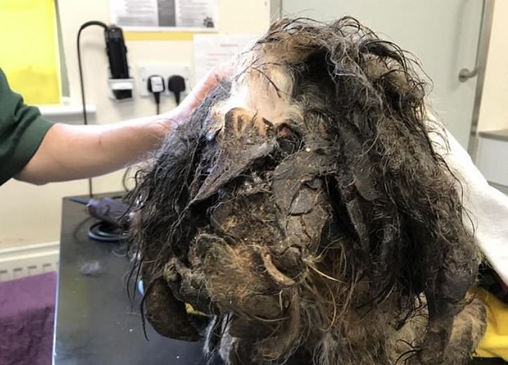      Под этим грязевым колтуном скрывается породистый пёс