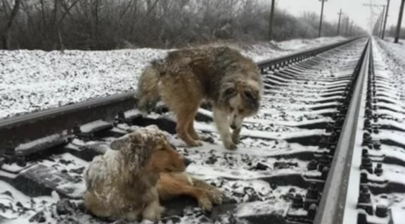      Панда охраняет Люси