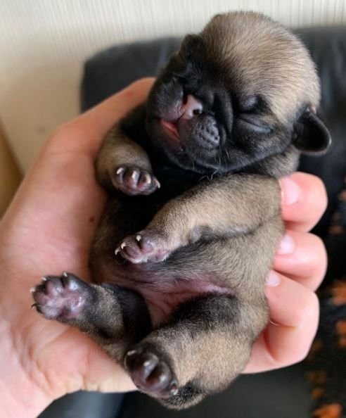      Щенок мопса