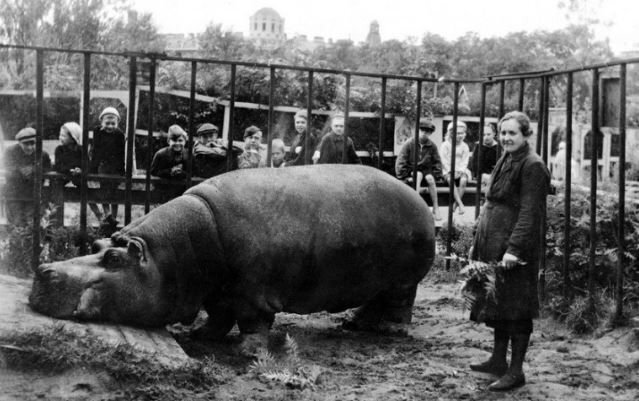      Бегемотиха Красавица 1943 год и Евдокия Дашина, сотрудница зоосада