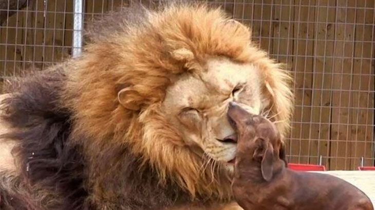      Такса мамочка у льва