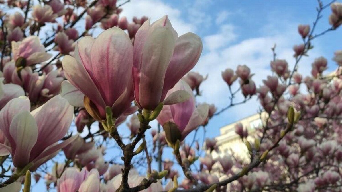     Тепло и пасмурно будет в Ростовской области 21 марта, сообщили синоптики.