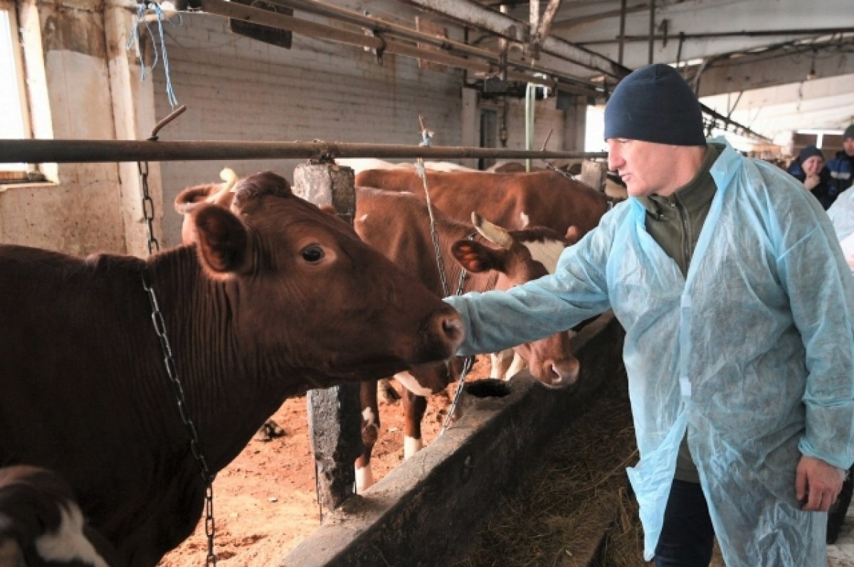    Совхоз «Ведлозерский» увеличил поголовье стада и начнёт строить ферму