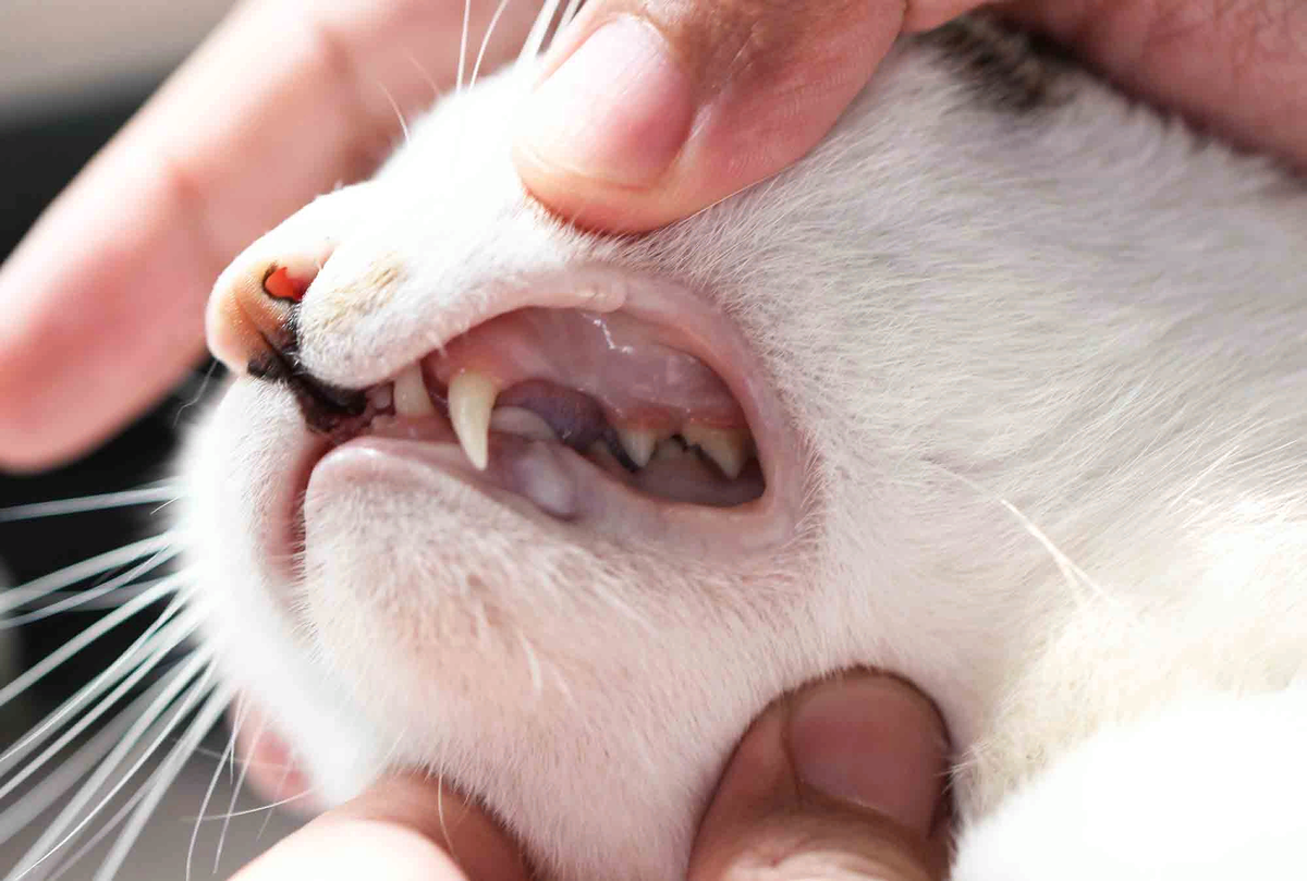 Один из наиболее незаметных аспектов в кошачьем здоровье. О важности гигиены  полости рта. | Будни ветеринарного врача | Дзен