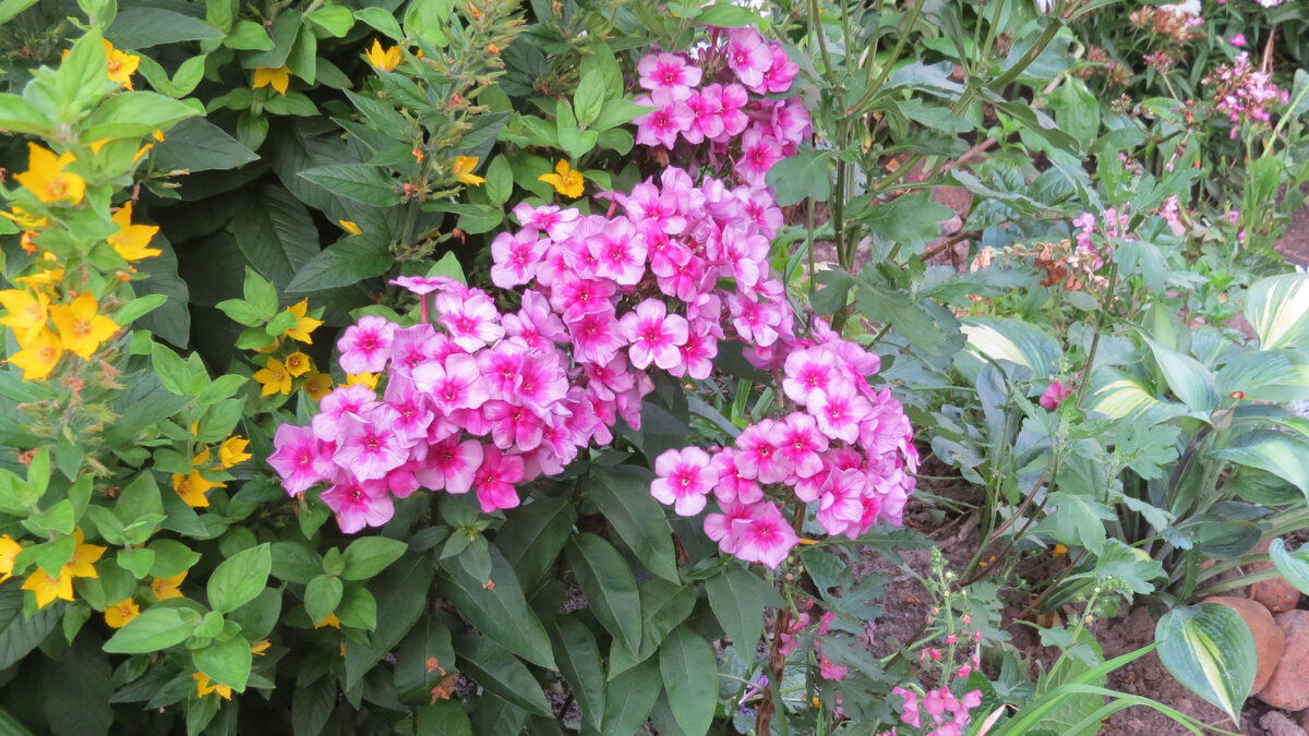 27.07.2022. Флокс метельчатый "Хозяйка медной горы".
