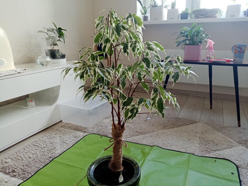 Отчётливо видно, каким бочком фикус тянулся зимой к естественному свету. Фото автора