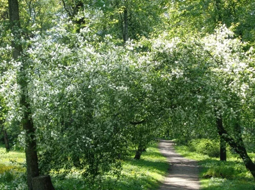 Картинка дерево черемуха в цвету