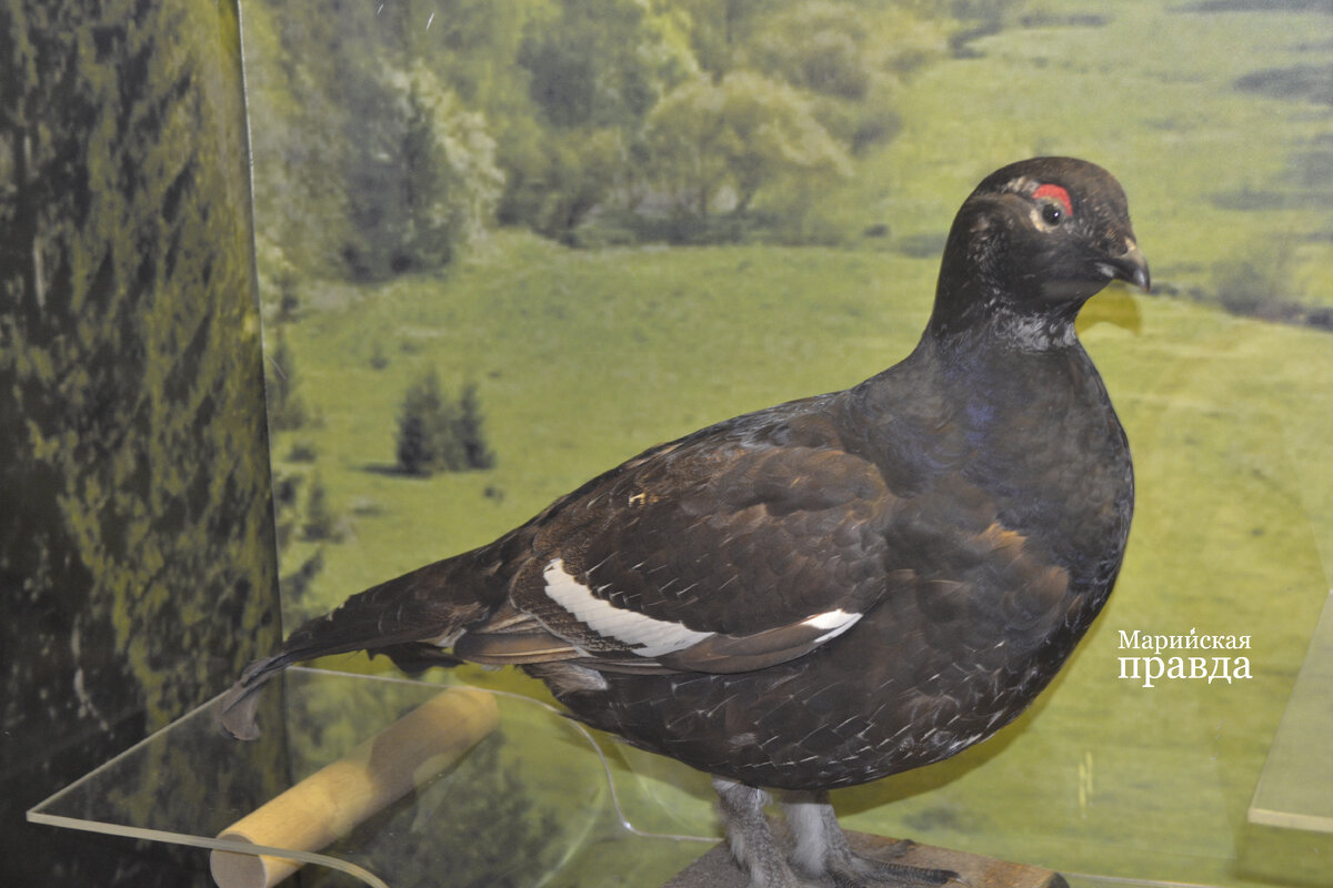 Фото Елены Яшметовой / "Марийская правда"