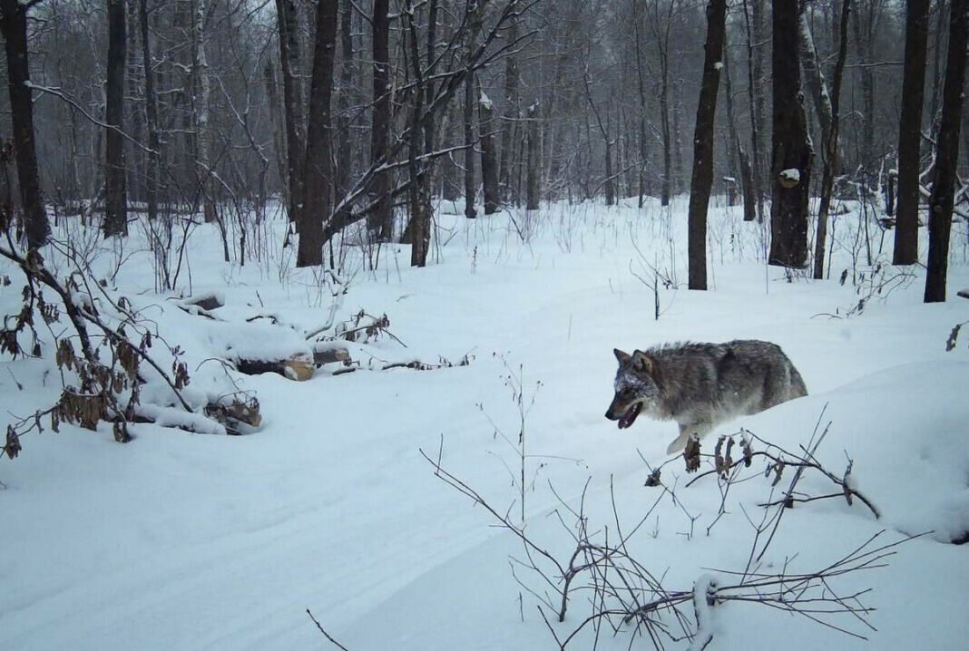    Фото Н.Л. Панковой и с фотоловушек, пресс-служба Окского заповедника