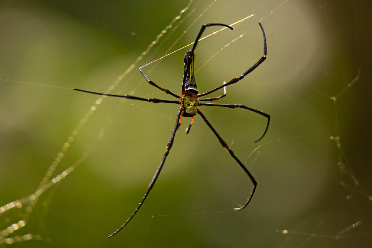 Пауки из семейства Nephilidae - самки больше самцов в десять раз, а их  паутина прочнее кевлара | Кафедра зоологии | Дзен