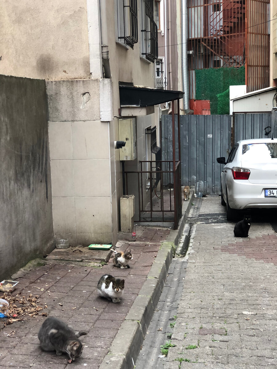 Стамбульские котики