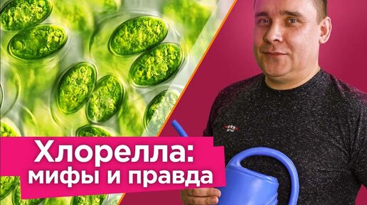 Как вырастить любое количество хлореллы дома и зачем это нужно? Вся правда о пользе хлореллы