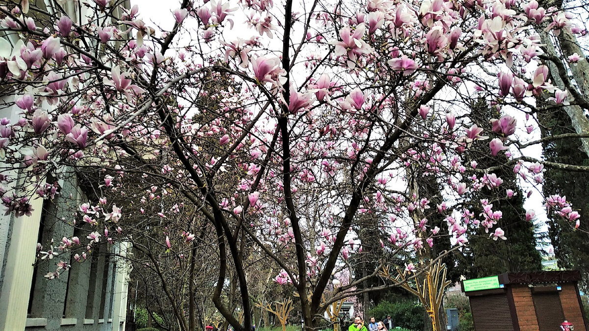 Магнолия Суланжа 8 апреля 2021