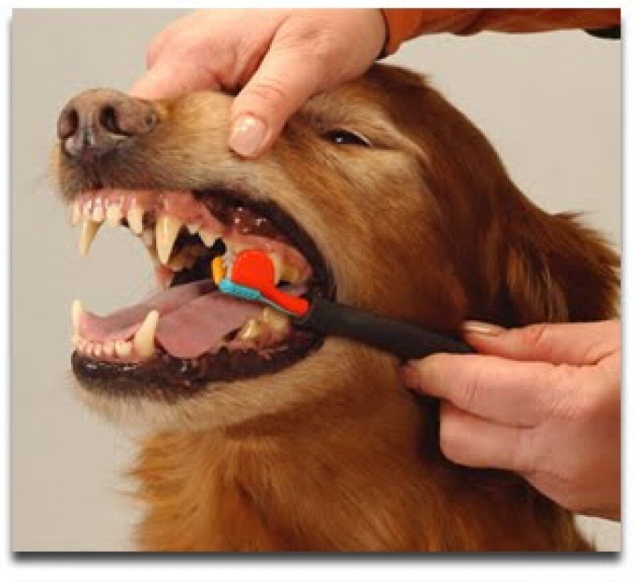 Как правильно чистить зубы собаке и как часто это делать | Royal Canin
