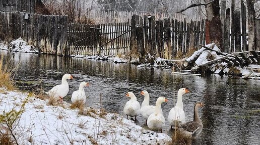 Сельские будни