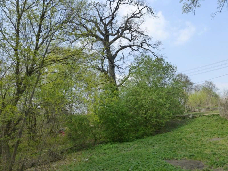 Фото Волковского дуба с анкеты Реестра №   834 от   03.07.2019
Возраст (лет):   220 (по данным заявителя Я.В.Стромского)
Высота (м):   25 (по данным заявителя)
Диаметр ствола на высоте 1,3 м (м):   1.36 (по данным заявителя)
Место произрастания:   Орловская область, Мценский район, Подмокринское сельское поселение, деревня Волково,
Координаты GPS:   53.25464, 36.54258