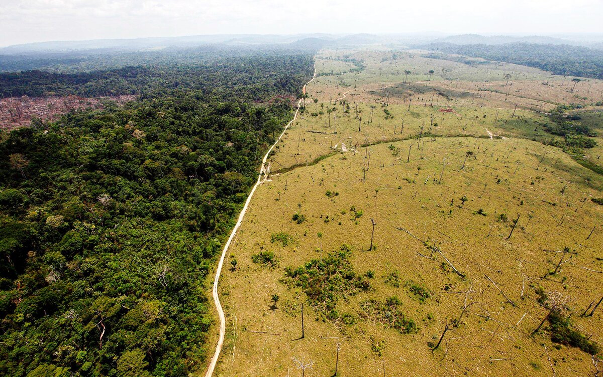 Леса Амазонии