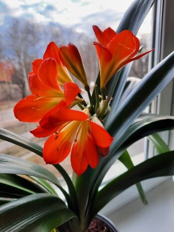 Кливия. Фото автора.