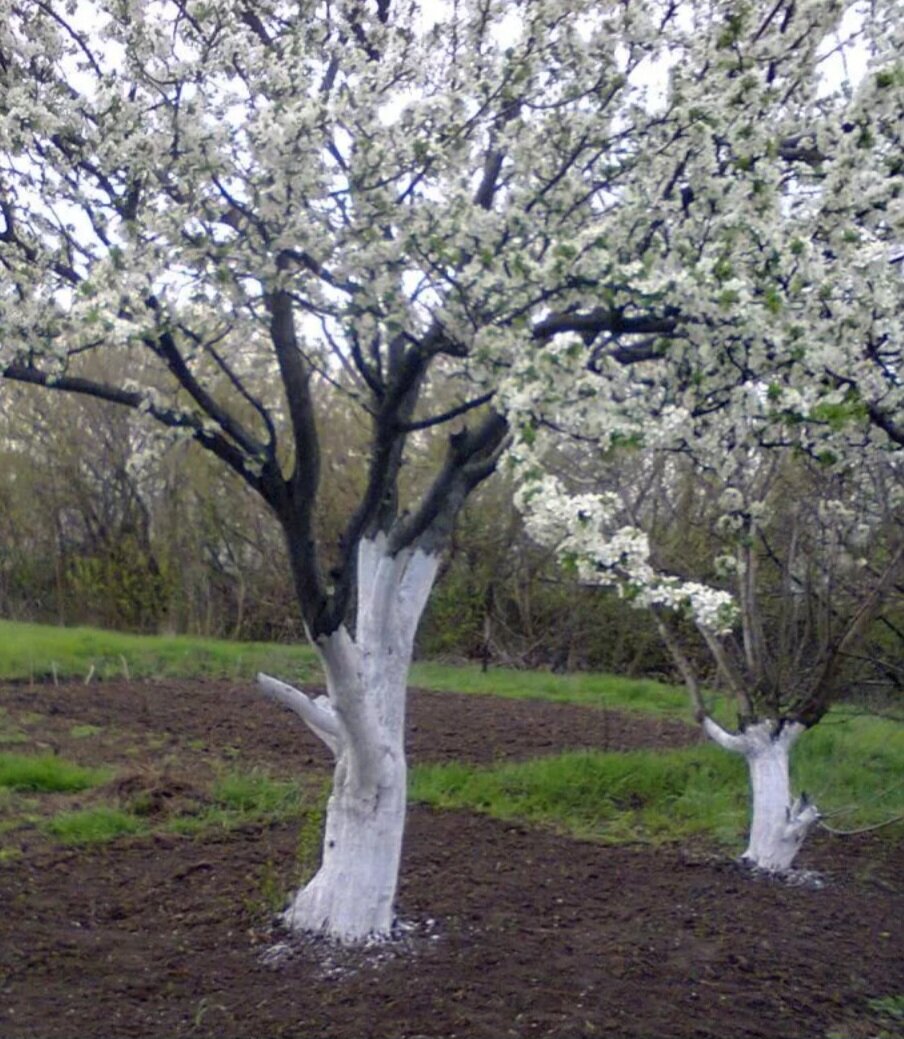 Как белить деревья весной