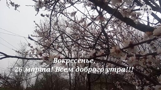 Доброе утро 26 ноября 2023. Позитивного нежного утра. Пожелания с добрым утром с будильником. Доброе утро 26 ноября 2023. Доброе утро 26 ноября 2023.
