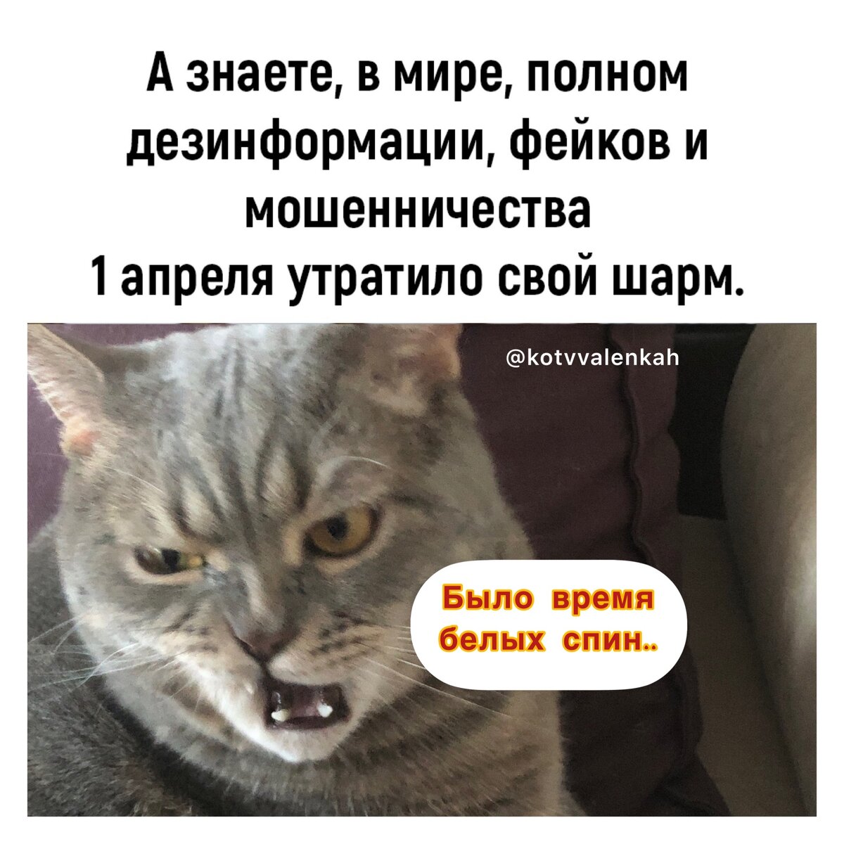 Мемы 1 апреля и дурацкий опрос 😸 | Кот в валенках Марсель | Дзен