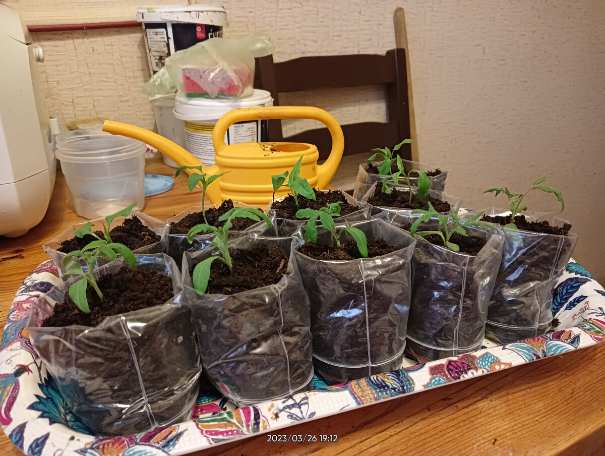На 3 грядки посадили 27 луковиц тюльпанов