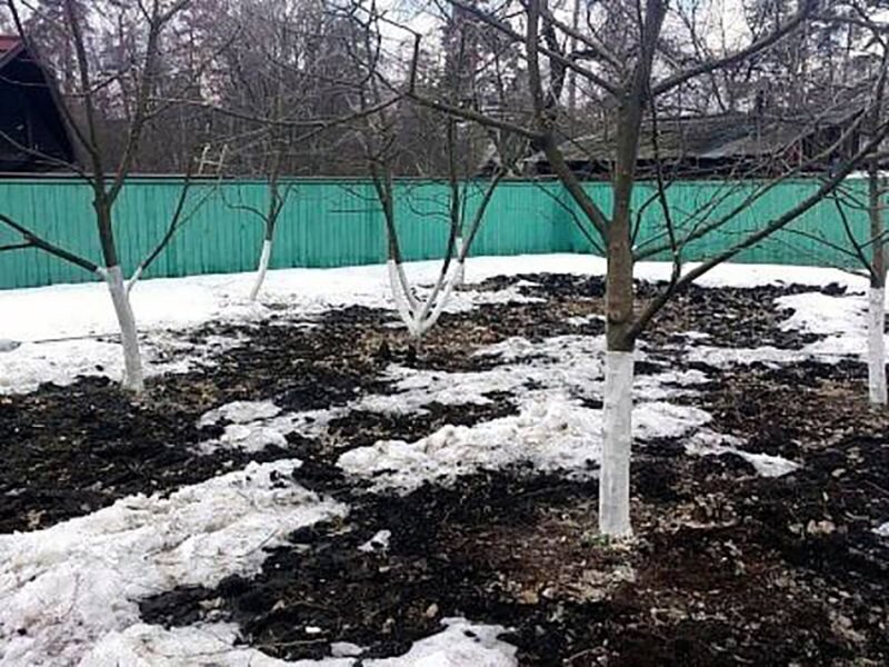 Какие полезные дела не стоит забывать в марте? (фото с сайта kubanskaya-dacha.ru)