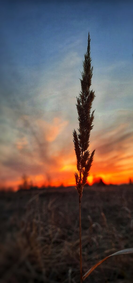 Ещё фото с прогулки по полям) 