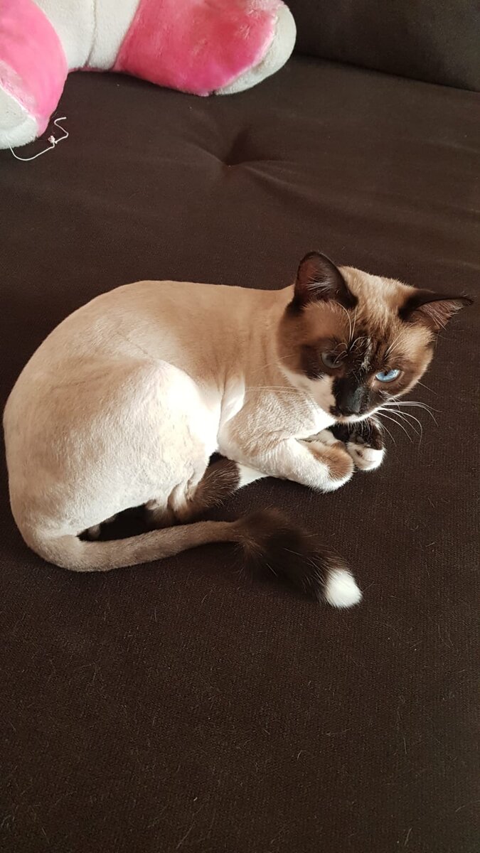 А это тоже спаситель... Маркиз.