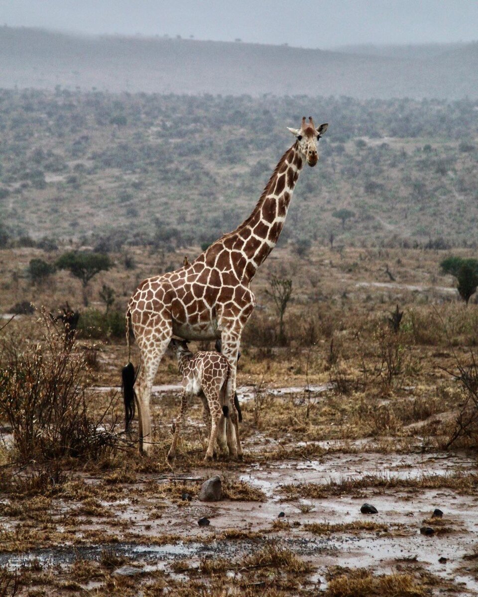 Кения, сафари