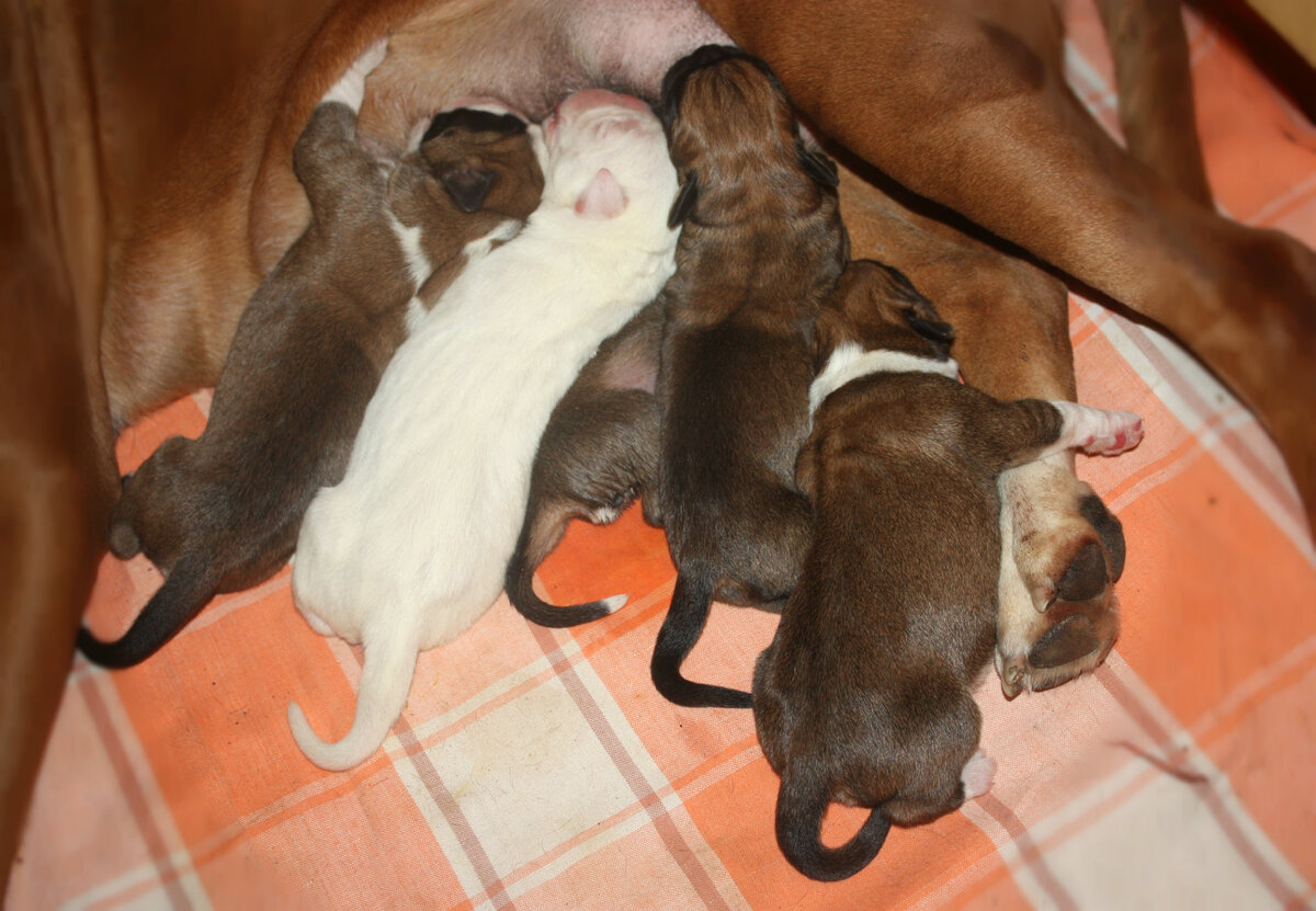 Форса крайняя слева.